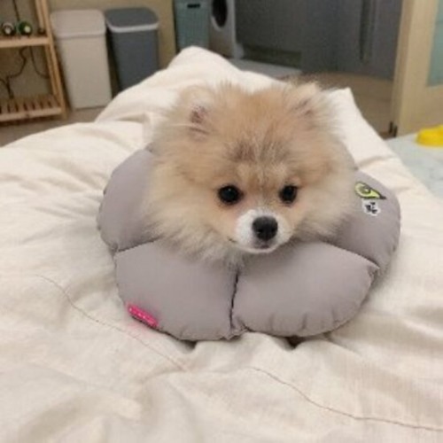 패리스독 꿀잠 쿠션형 넥카라