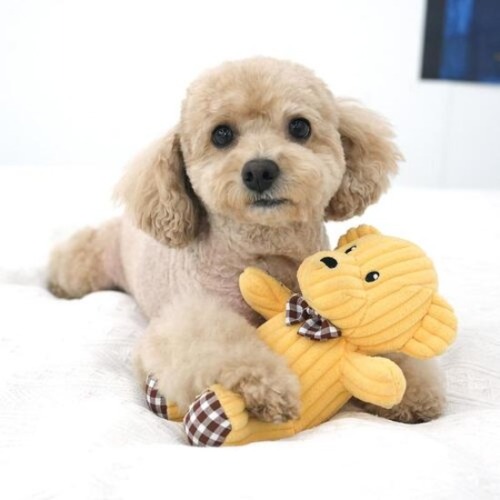 패리스독 애착 인형 토이