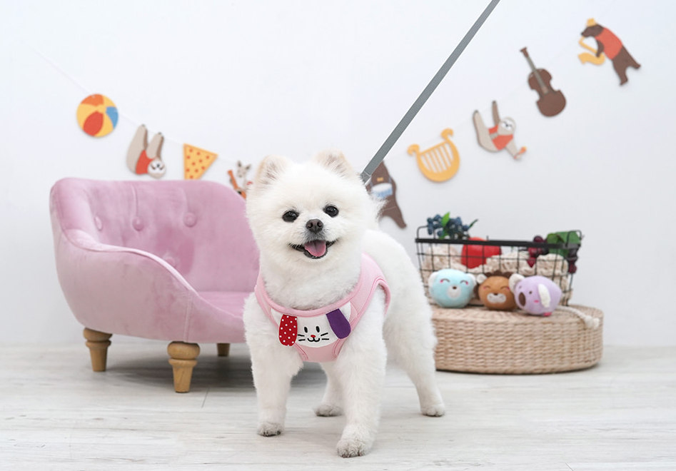 패리스독 좋은친구 하네스