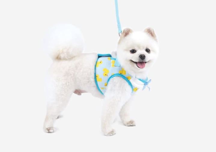패리스독 큐트덕 하네스