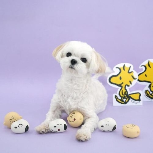 패리스독 피너츠 이모지 라텍스 토이 (2개입)